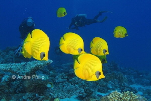 "Yellow and blue", a wonderful combination - Bluecheek bu... by Andre Philip 